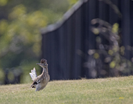  Greater Roadrunner4044